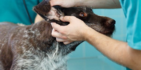 Budinti veterinarijos klinika –  pagalba jūsų augintiniui visą parą